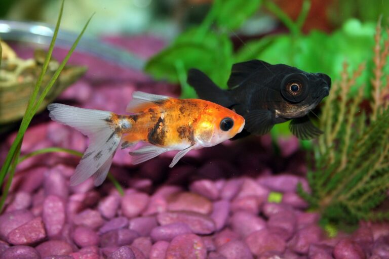 The Beginner’s Guide to Breeding Fish for Profit