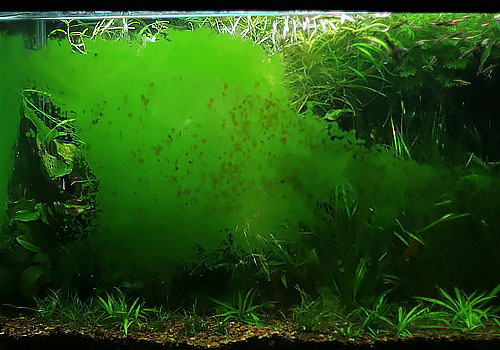 A Beginner’s Guide to Aquarium Algae: What You Need to Know to Keep Your Tank Healthy